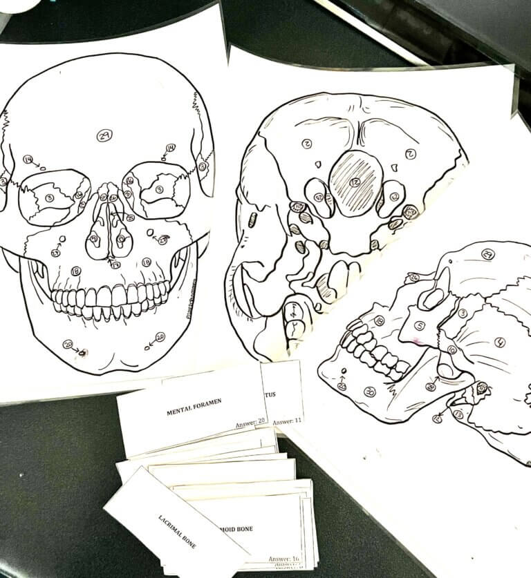 skull diagrams